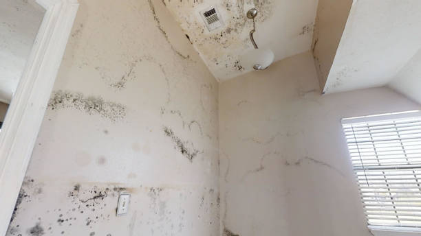Best Post-Remediation Verification Testing  in Littleton, CO
