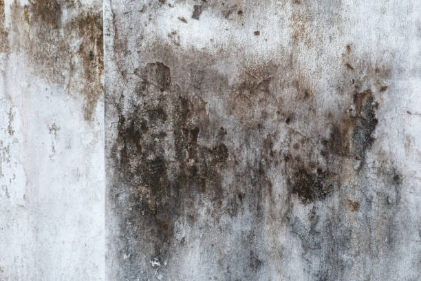 Mold Removal for HVAC Installations in Littleton, CO