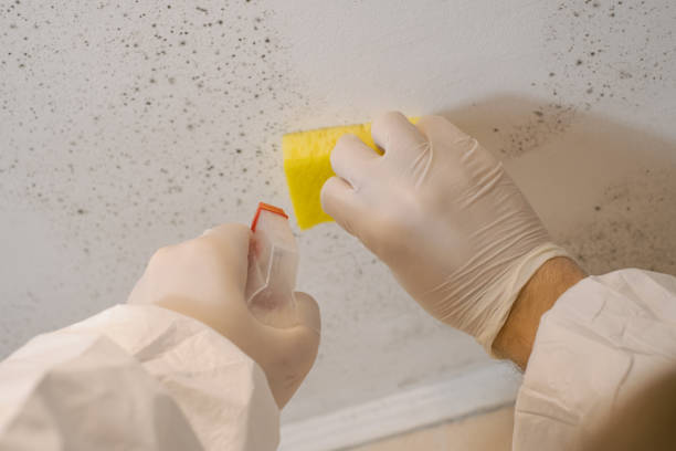Best Emergency Mold Remediation  in Littleton, CO