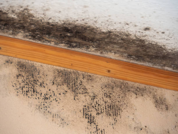 Best Indoor Air Quality Assessment  in Littleton, CO