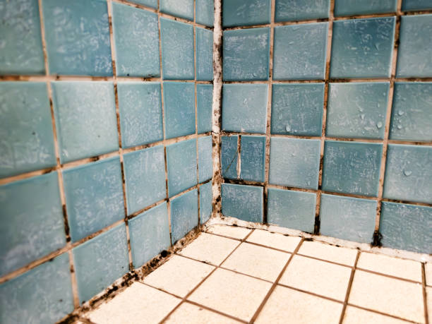 Best Water Damage & Mold Remediation  in Littleton, CO