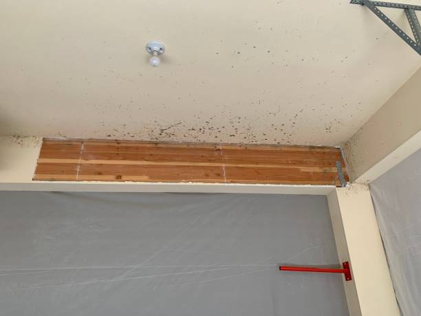 Best Commercial Mold Inspection  in Littleton, CO