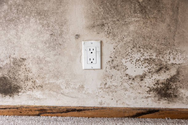 Best Mold Remediation for Healthcare Facilities  in Littleton, CO
