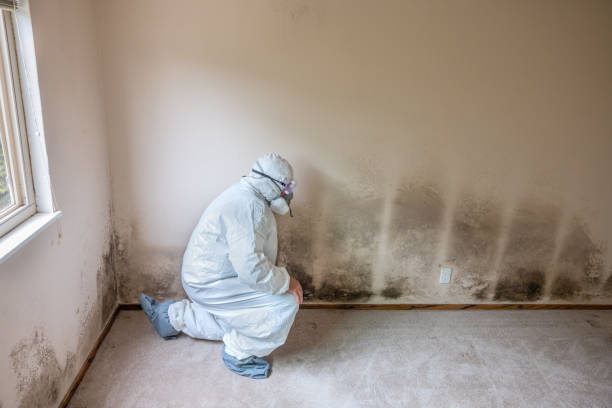 Best Post-Construction Mold Inspection  in Littleton, CO