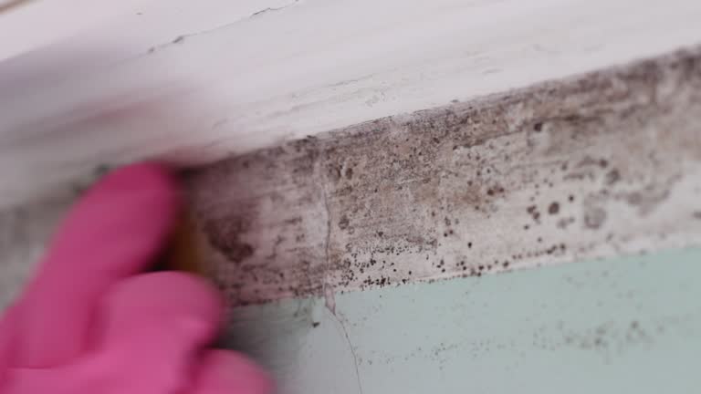 Best Real Estate Mold Inspection  in Littleton, CO